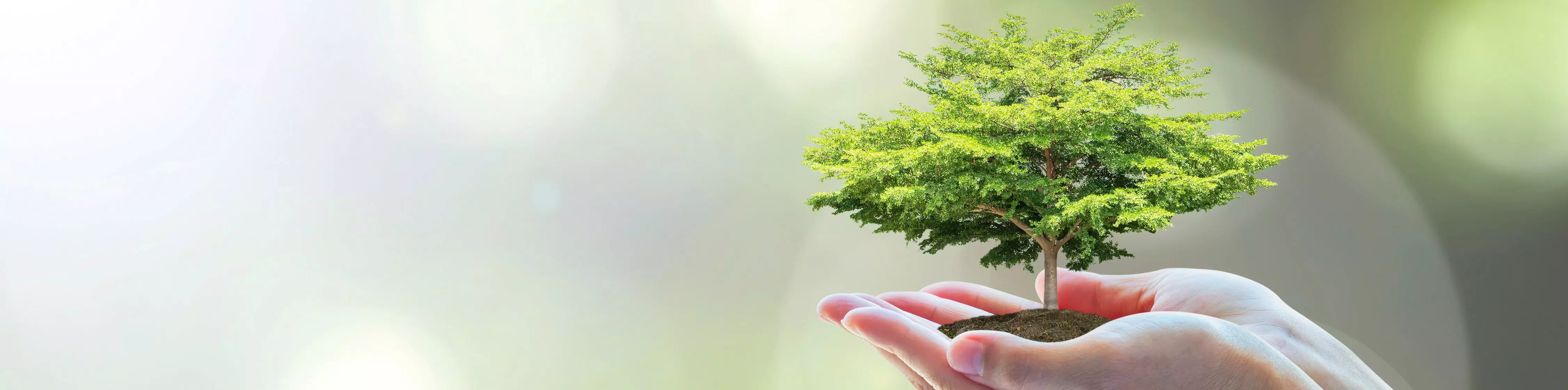 Matière végétal objet France